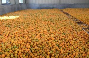 18 L Ponkan Orange Sacs
