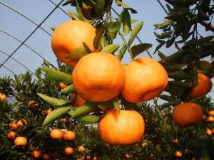 3 kg Mandarin Orange Sacs so 6 Brix
